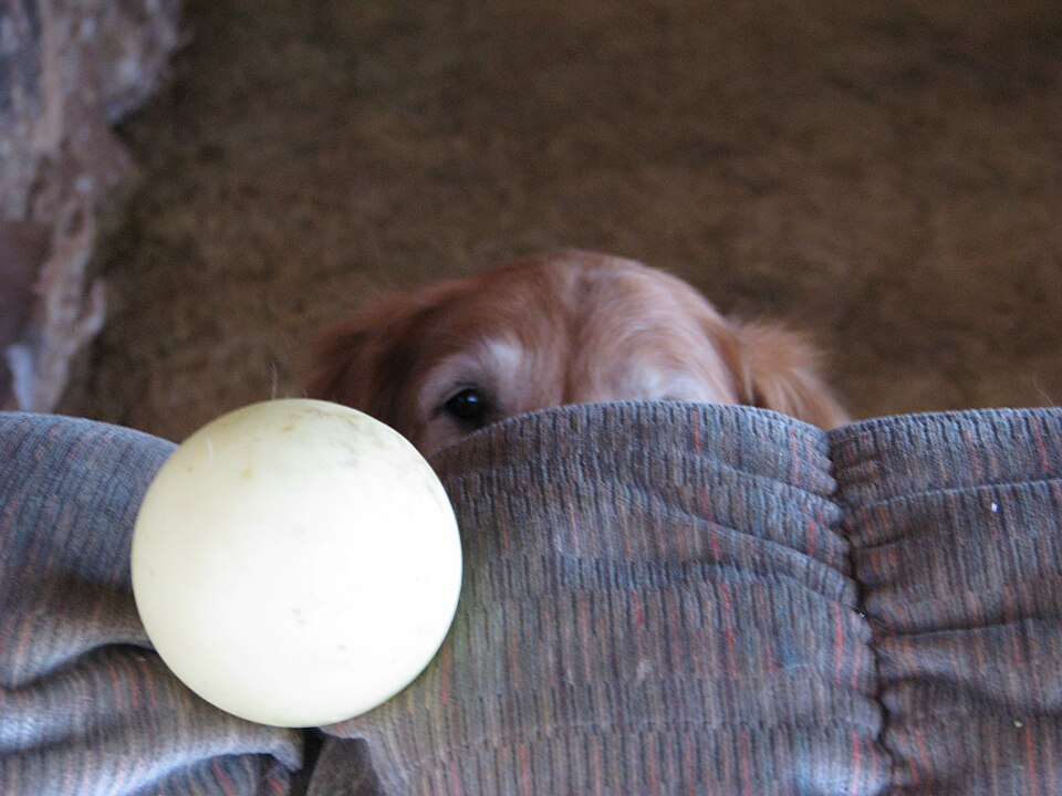 Photo of a dog