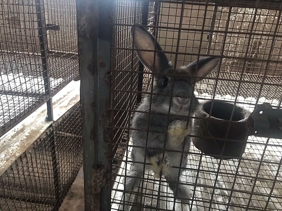 Photo of a rabbit