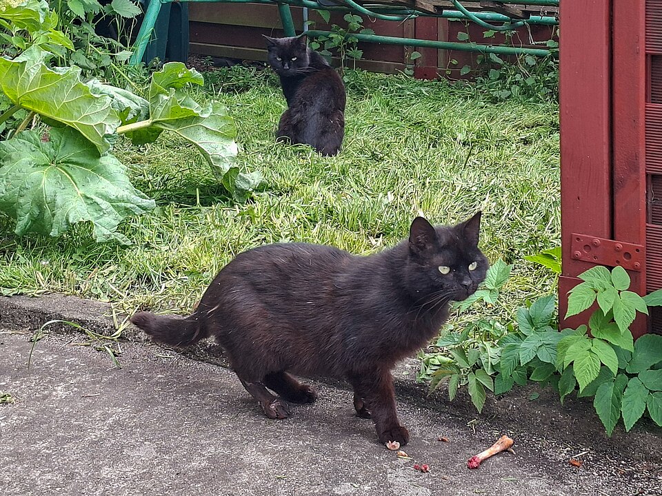 Photo of a cat