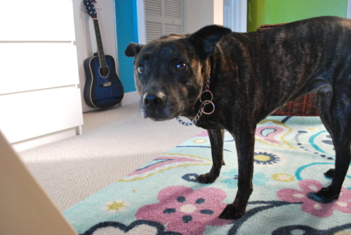 Photo of a dog