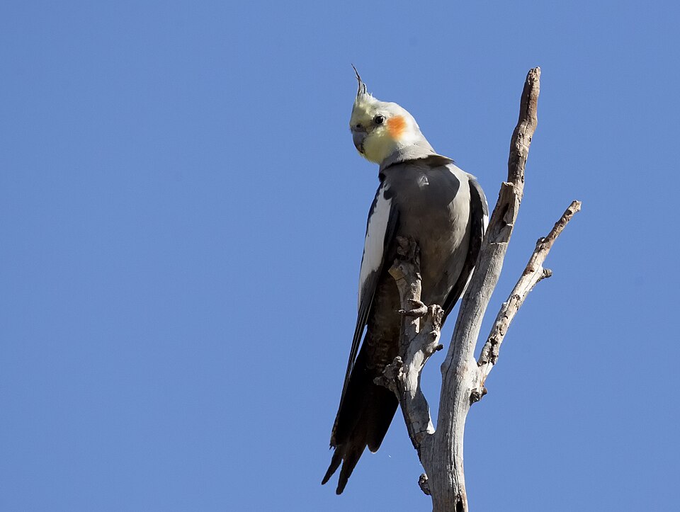 Photo of a bird