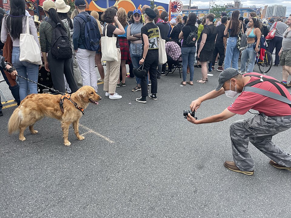 Photo of a dog