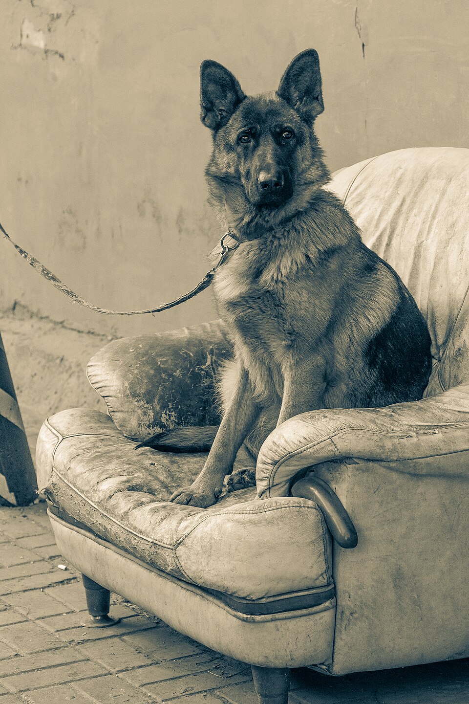 Photo of a dog