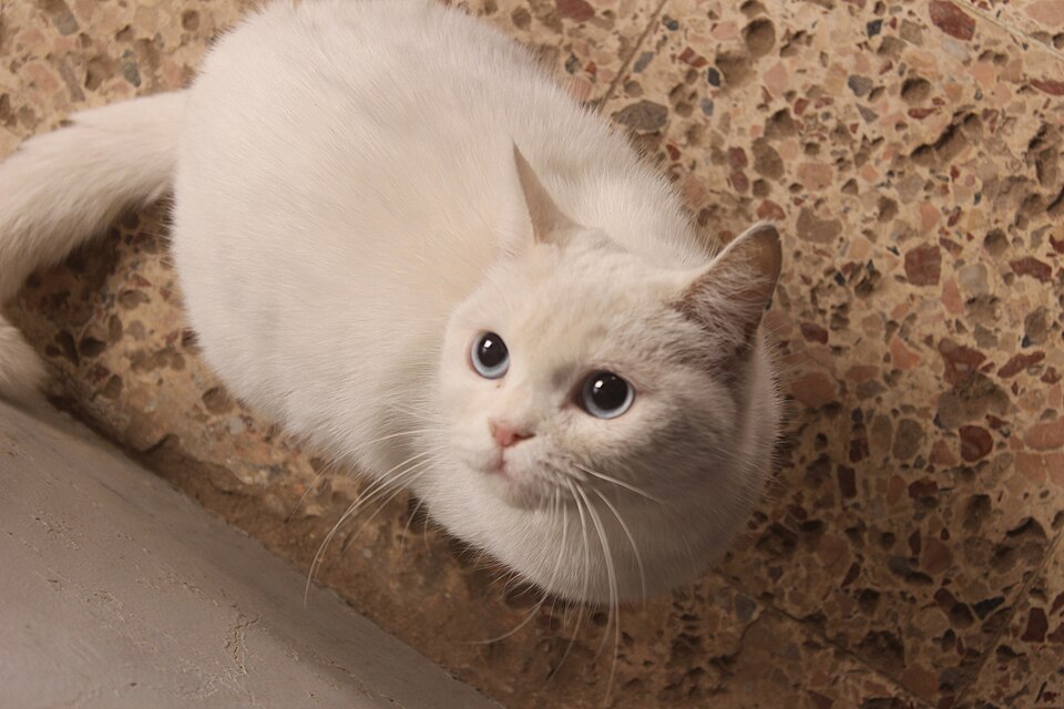 Photo of a cat