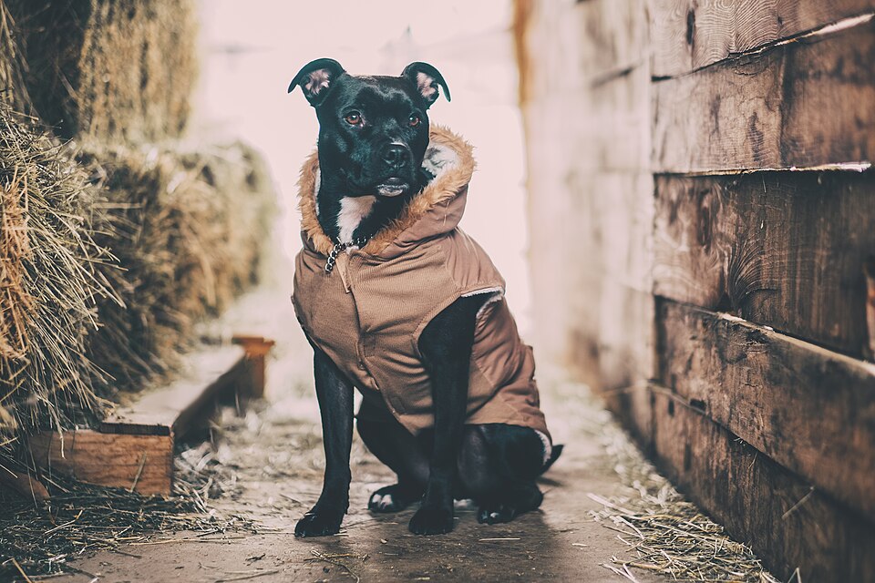 Photo of a dog
