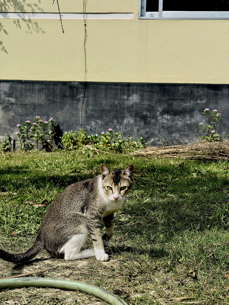 Photo of a cat