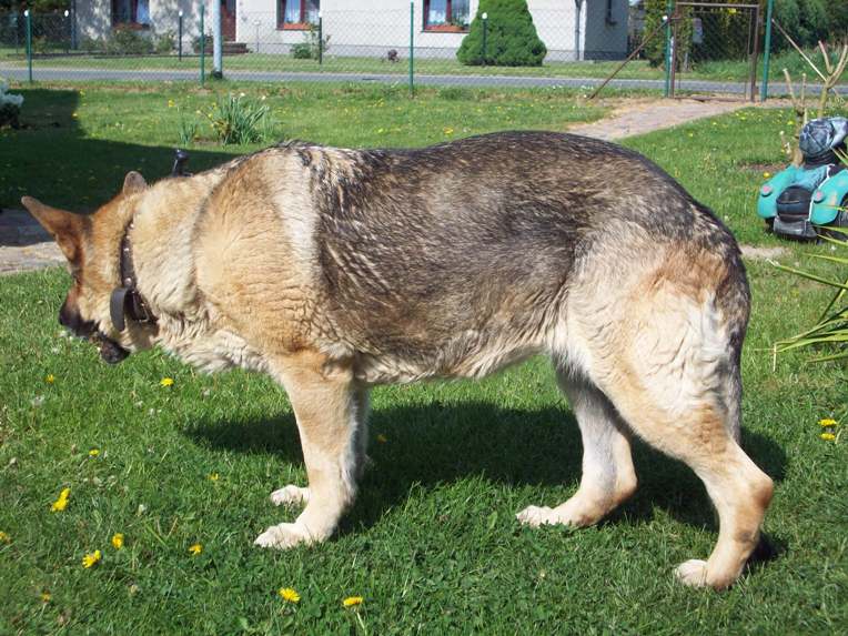 Photo of a dog