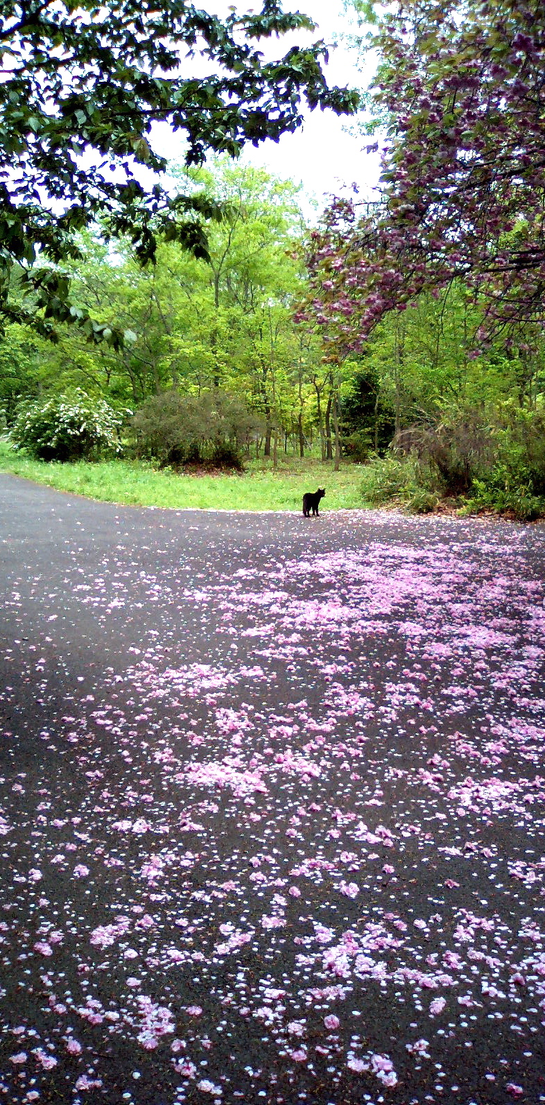 Photo of a cat