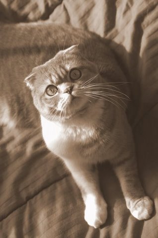 Photo of a cat